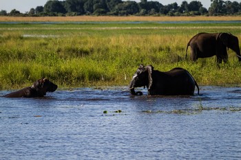 jugendliche Rangelei / aufgenommen am Chobe River, Botswana Afrika