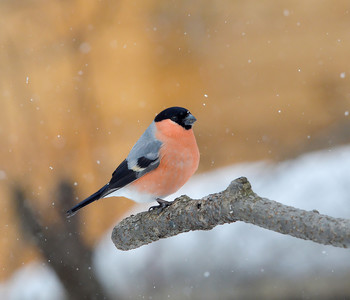 Bullfinch / ***