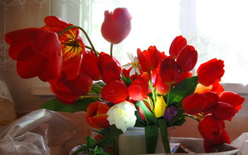 Bouquet of Tulips / ***