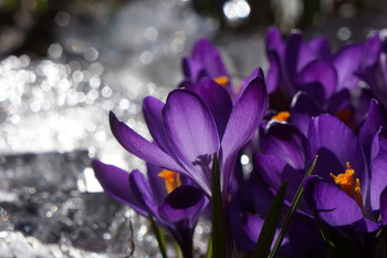 Crocuses / ***