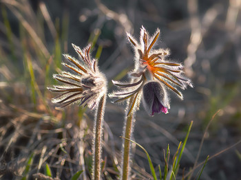 Pasque-flower / ***