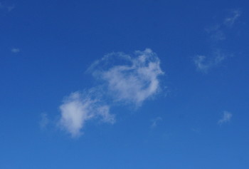 an owl / ***