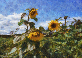 Sunflowers / ***