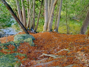By the river / ***