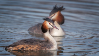 Great Crested Grebe / ***