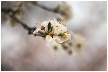 Spring time / Plum tree flowers shot with NikonD5600 and Helios 44m4 lens