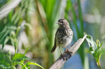 Young Bluethroat / ***