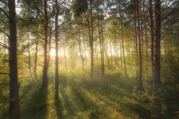 Spring is coming! / ***