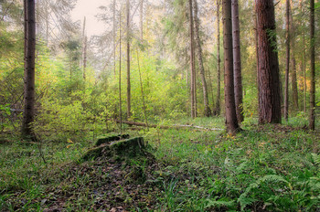 Morning in the forest / ***