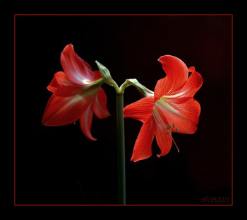 Flower mood / [img]https://i.imgur.com/NywDhUT.jpg[/img]
 [img]https://i.imgur.com/7Bi2sEI.jpg[/img]
 [img]https://i.imgur.com/bzB6TRi.jpg[/img]
 [img]https://i.imgur.com/aDfBO0O.jpg[/img]