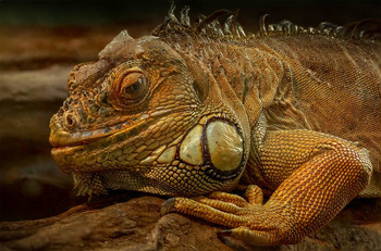 Iguana iguana / Iguana iguana ♂