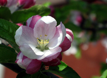 Apple Trees in Bloom / ***