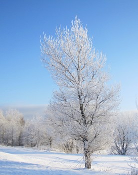 Winter landscape / ***