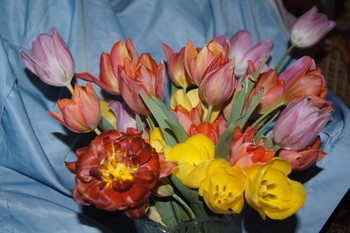 Bouquet of Tulips / ***