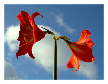 By the Sun / [img]https://i.imgur.com/enDW7K4.jpg[/img]