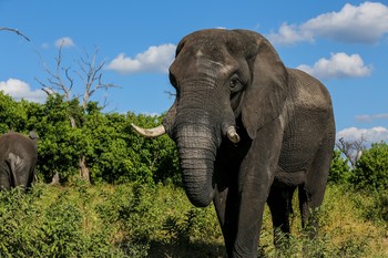 Elefantenbulle / aufgenommen im Chobe Nationalpark, Botswana
