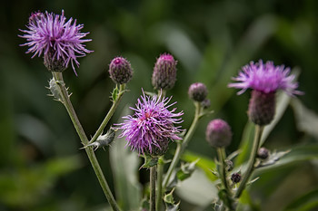 Thistle / Thistle