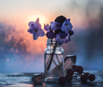 violets / ***