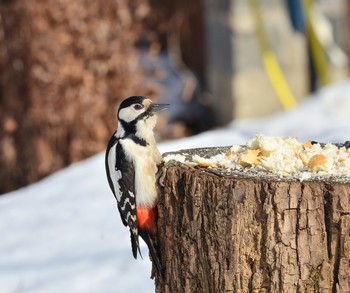 Woodpecker / ***