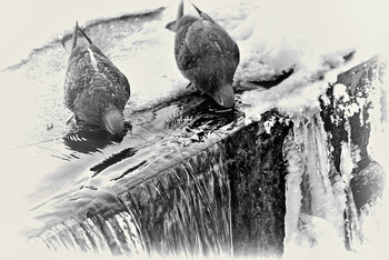 Thirst ... / ***