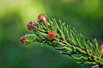 Larch tree neddles / Larch tree neddles