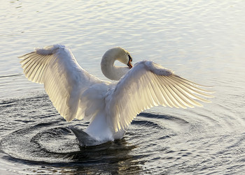 Swan Princess / ***