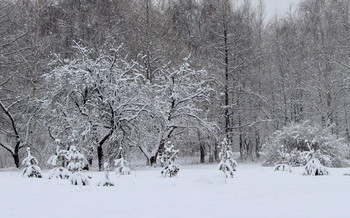 Winter day. / ***