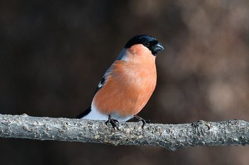 Bullfinch / ***