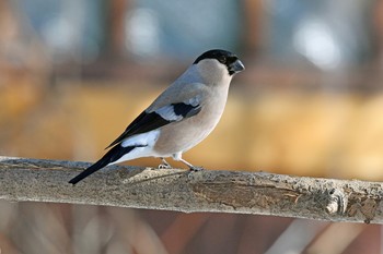 Bullfinch / ***