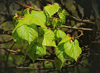 spring beams / ***