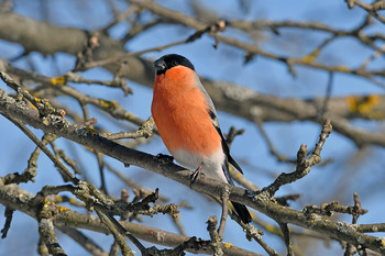 Bullfinch / ***