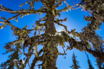 ***MOSS / ***