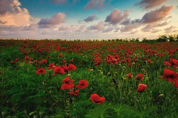 Poppies Crimea / ***