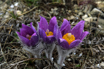 Pulsatilla Crimean / ***