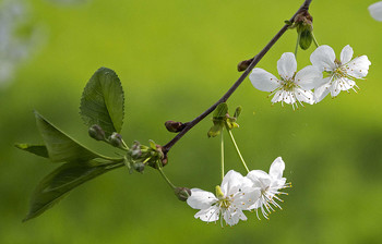 New Life / ***
