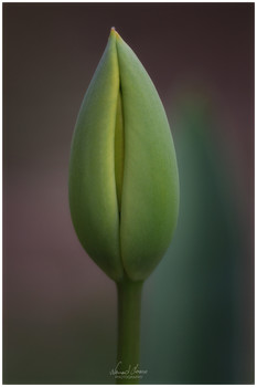 Baby Tulip / Tulip captured with Nikon D5600 and Carl Zeiss Sonnar 135/3.5 + 36mm extension tube.