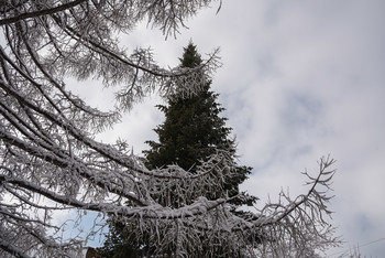 Spruce / [img]https://i.imgur.com/uT8LsnO.jpg[/img]
