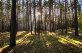 Morning in a pine forest / ***