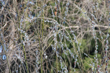 Spring is coming / ***