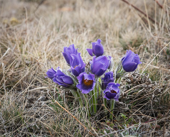 Snowdrops / ***