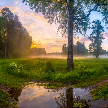 After a night of rain / ***