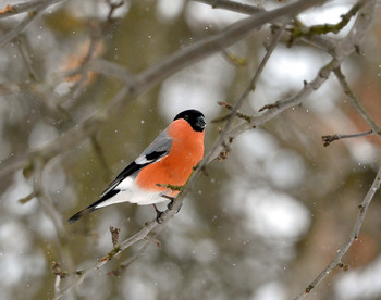 Bullfinch / ***
