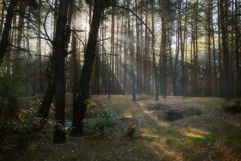 Morning in a pine forest / ***