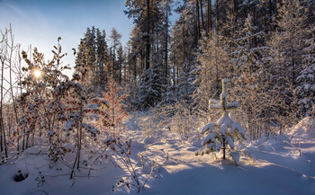 Winter landscape / ***