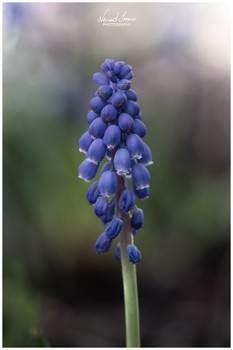 Grape hyacinth / Photo taken with Nikon D5600, Carl Zeiss 135/3.5 + 36mm macro tube