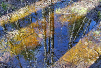 Spring reflection / ***
