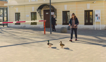 Pedestrians / ***