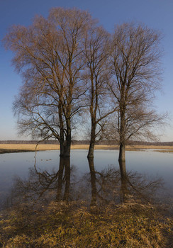 Spring reflection / ***