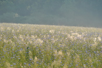 cornflower blue mood / ***