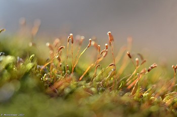 Spring sprouts / ...